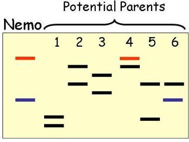 Parentage-based genetic tagging - PBT Child Every person