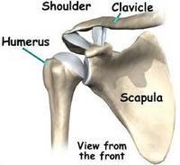 Shoulder Injuries-Scapula To break the scapula takes great force, so fractures in this area are not common.