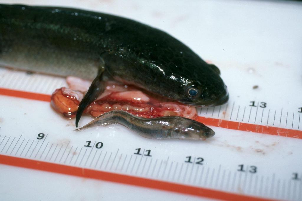 Cannibalistic Snakehead Found in 12 fish,