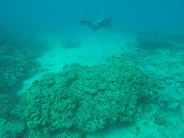 Mooring lines should not be tight to reef balls; these mooring lines need to be removed. No sea turtles were seen; normally Carib Cargo is the turtle hotspot.