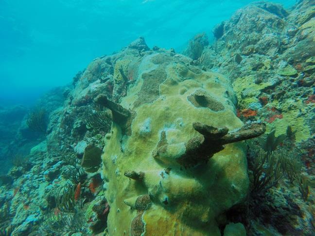 are no were to be found. Many boulder shape corals, such as brain coral, are also laying loose and were chopped off. Pillar (D.