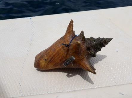 Growth research structures and juvenile conchs are gone since the passage of Hurricane Irma, only a little piece of the growth structure has been found back.