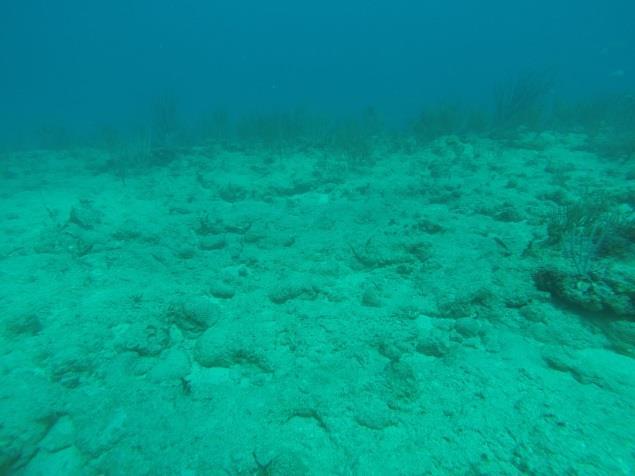 The sediment cover on the reef destroyed all living species under it, mainly corals and sponges show large die offs due to sand cover.