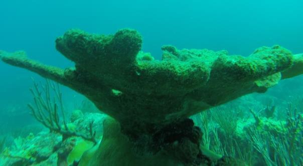 are left. Picture 7abcd: Elkhorn coral colonies (A. palmata) dramatically damaged by Hurricane Irma, more than 80% of these colonies died-off.