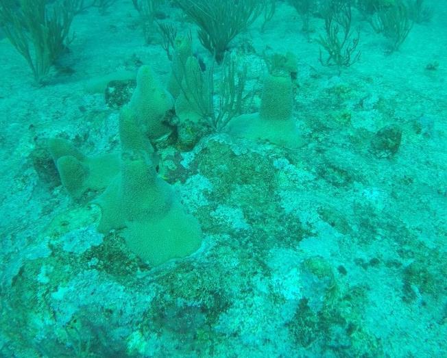 decline in the attractiveness of St. Maarten reefs. Also Pillar coral (Dendrogyra cylindrus) colonies have been significantly affected by Hurricane Irma.