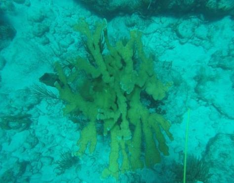 Mike s Maze Date: 1 and 2 November 2017 The reef retrieved back some colour, especially the corals and