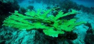 A lot of branches are broken off and chopped down in size, also large parts of these coral colonies showed