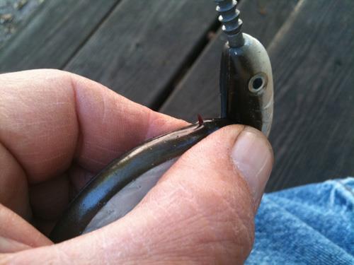 The point of the hook has to exit the top of the eel's spine to make it swim properly.