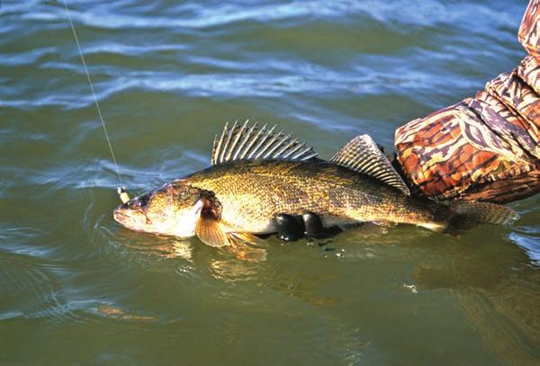 Walleye were stocked in major Oklahoma reservoirs in the 1950s and have been raised in Oklahoma hatcheries.