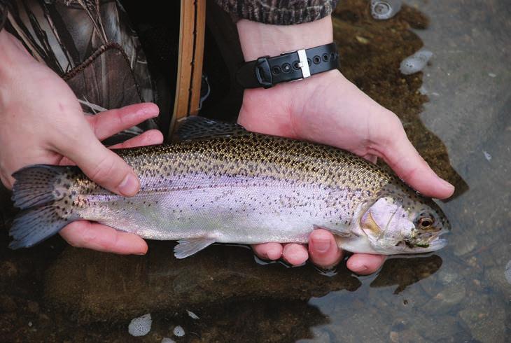 The Fish: Rainbow and brown trout can be caught in Oklahoma even though each are native to places far from the sooner state.