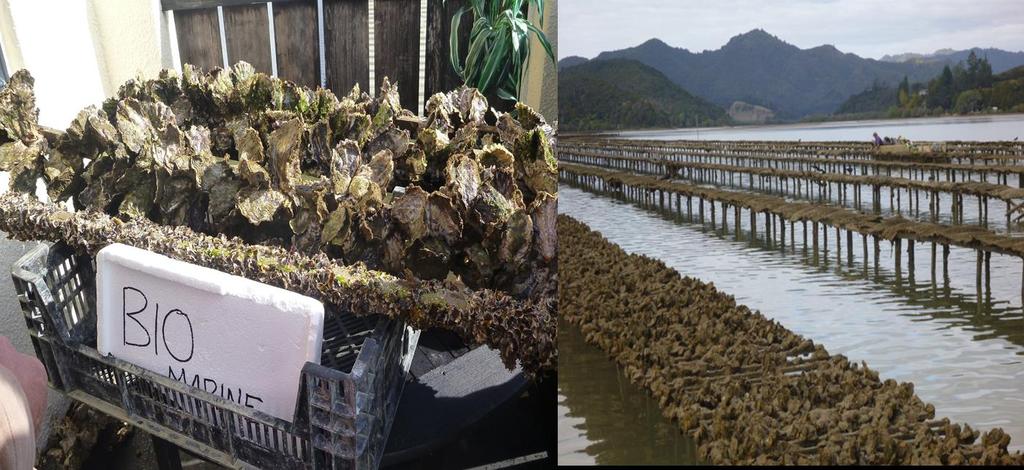 Stick culture farming of Pacific oysters also proved very successful in New