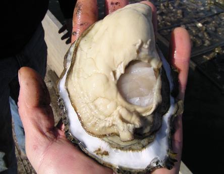 largest sizes of oysters Triploid single seed