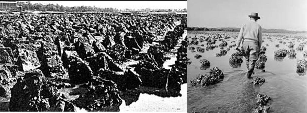 Oyster farming commenced in NSW circa 1866.