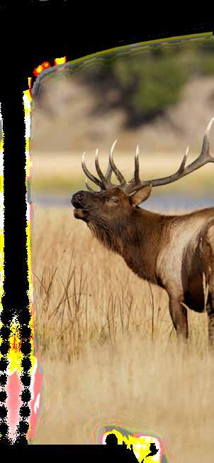 PUBLICATION TERMS & CONDITIONS The Rocky Mountain Elk Foundation reserves the right to refuse any advertisement in Bugle magazine that is not compatible with the RMEF s mission or objectives.