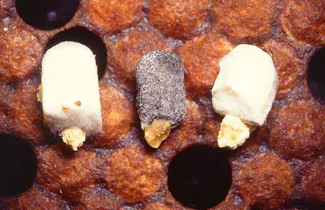 Larvae infected with two strains will have a darkened, black appearance. Image Sources "Chalkbrood in Cells." Online image. 2 May 2000. A Beekeeper s Diary.