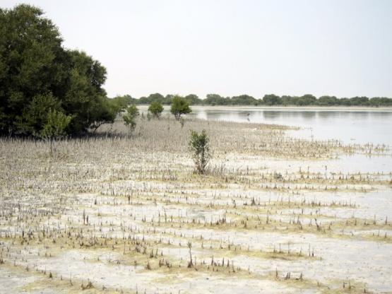 Desert Mangrove Activity 5: Research about some of plants and animals that live in Qatar s desert or mangroves.