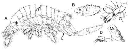 Barnard 1962a, 1970; Laubitz 1977; and McClosky 1970). PLATE 260 Cheluridae. A-D, Chelura terebrans (figures modified from Barnard 1950, and Bousfield 1973).