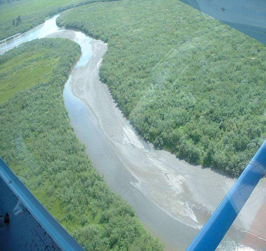 Delta Aerial Surveys Delta sockeye salmon