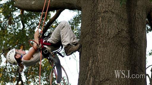 By JEN MURPHY Ann Koenig is an urban forester for the Missouri Department of Conservation. In her downtime, she's up in the trees -- as a competitive tree climber.