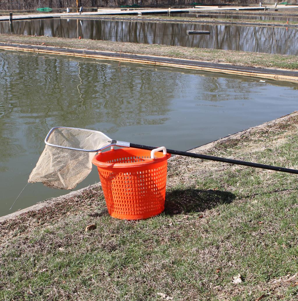 Dissolved oxygen levels should be monitored during pond drawdown; oxygen levels become most critical when prawns are concentrated in the catch basin.