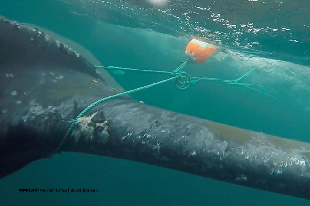 The dots are color-coded to show the species of whale reported as entangled.