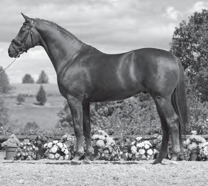 KWPN Breeding Designation Approved. 2002: approved. Successfully completed the 70-Day Performance Test Ermelo. Dressage W 8, T 8.5, C 8, TD 8.5 = 33.0, 2nd place; Jumping TO 4.5, T 5, S 5, TJ 5 = 19.