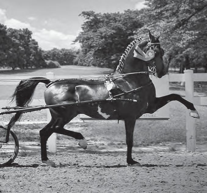KWPN Breeding Designation Approved. 2014: Stallion Performance Test Ermelo: Front 8, Self-Carriage 8.5, Suspension 8.5, Action Foreleg 8.5, Use Hindleg 7.