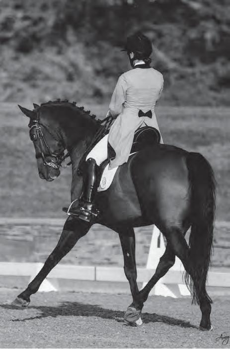 TERMS AND ABBREVIATIONS Winning Point System DRESSAGE All Levels 70% or more 3 winning points 65% to 70% 2 winning points 60 to 65% 1 winning point 50 to 60% 0 points JUMPER B M Clear round 2 winning