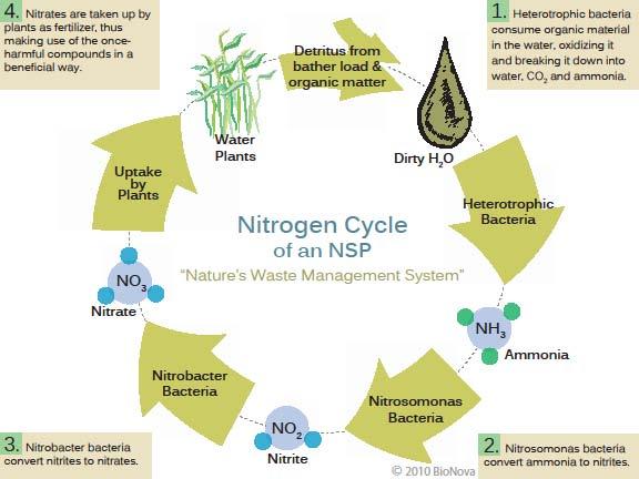 The Science Behind Natural Water Purification In the regeneration pond, biological principles are at work breaking down undesirable components in the water and transforming them into nutrient for
