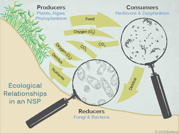 The NSP is a balanced ecosystem where all plants, microorganisms, and external nutrients are interrelated to create true living water.