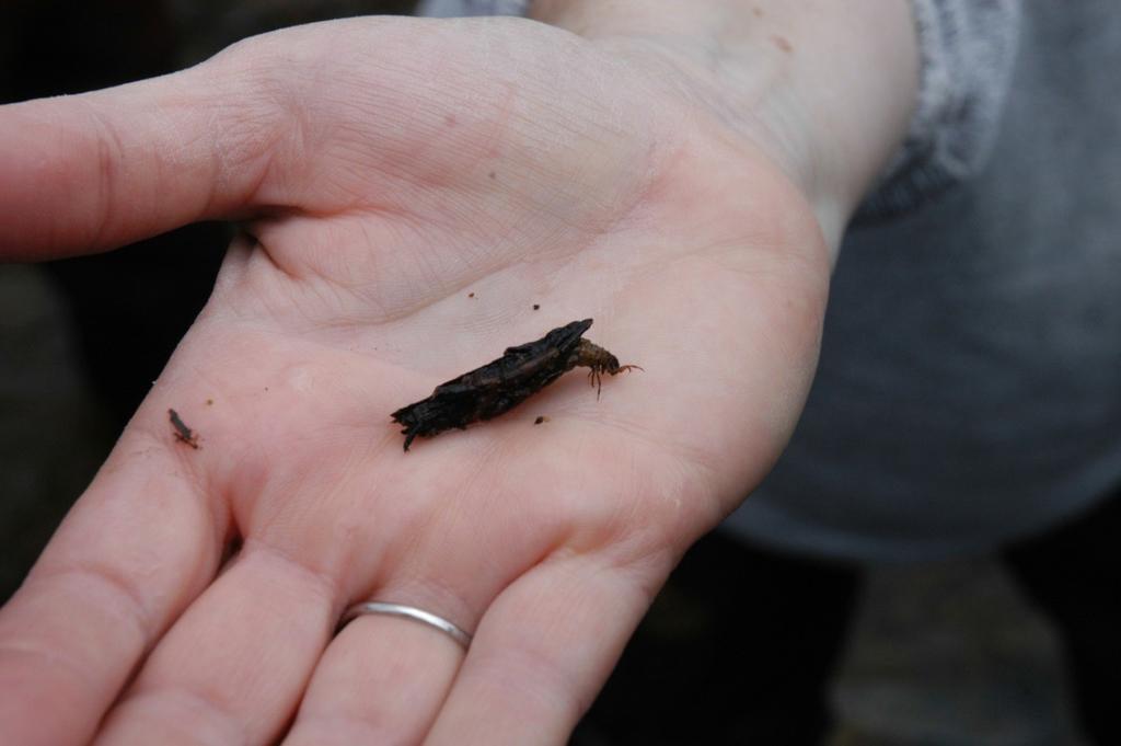 Many types of macroinvertebrates can be found in a healthy stream.
