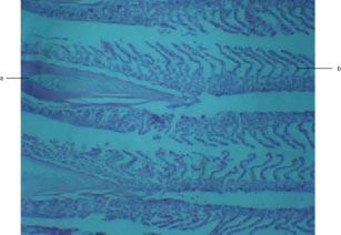 The gills function as an environmental interface make it one of the first sights of pathology