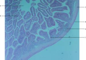 Blue Tang Acanthurus coeruleus Intestine Anterior section of intestine (100x).