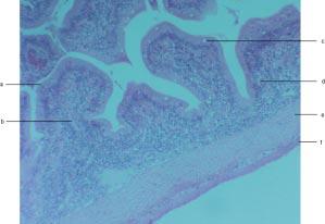 e) submucosa. f) mucosa. Intestine (250x). a) lamina epitheliasis. b) submucosa.