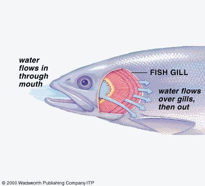 Circulatory System of Fishes Closed One loop 2 chambered heart - receives blood from body - pumps blood to gills & body Oxygen in Water from mouth flows over gills Oxygen diffuses into blood vessels