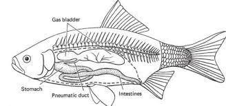 If the fish wants to move to the surface to eat a bug, what will it have to do to its swim bladder?