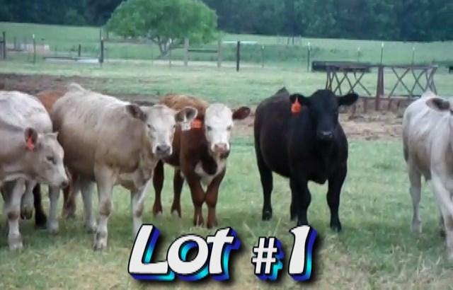 LOT 1 Herndon Farms 1188 Lawson Rd Lyons, GA 30436 850-557-1145 Approximately 80+ steers and heifers Weight Range: 500-675# Description: Muscling: 100% #1 Steers-610 lbs and Heifers 585 lbs Approx.