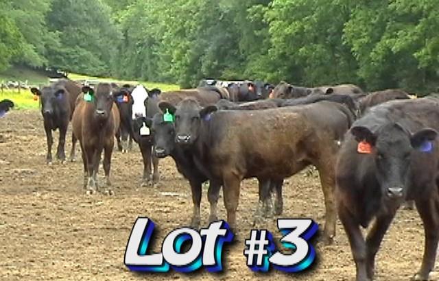 LOT 3 Tim Riley Farms P.O. Box 219 Hamptonville, NC 27020 336-469-2117 Approximately 128 heifers (2 loads) 775 lbs Weight Range: 725-825# Description: Approx.