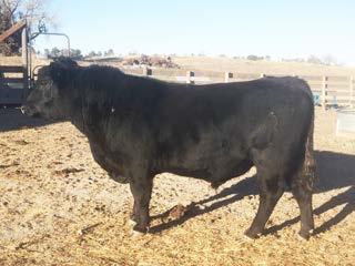 23 DOB 2/25/2013 Tattoo 307 Reg # 17733791 Hunt Final Product 307 is a moderately framed, good disposition bull.