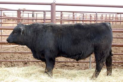 56 DOB 2/9/2007 Tattoo 7008 Reg # 15719841 SC EPD +1.49 He offers proven calving ease, performance, carcass merit, $Values and an outcross pedigree.