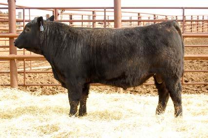 0.00 Recommended on heifers or cows Dam records BR 3/95 37.0 4.61 