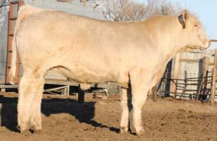 Our cattle performance comes to the top for a complete package of
