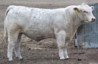 SONLIGHT 0142 BCR POLLED UNLIITED 003 PP ISS SHANDY 214 R194 ASC ELIINATOR 032 JB SWEETHEART 32A HCR AC 7092 POLLED JF SANDHILL SANDY 102 SCR KARL 7078 11523 This bull we think has a great futre with