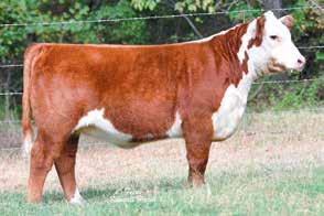 Her mother is a full sister to the famed Redeem bull that has worked so well across the nation. If you want a female with a showring look and donor cow pedigree, here she is!