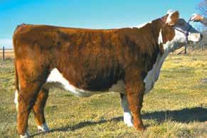 Sons of 314 have dominated Berry s last two sales and Cooper s highest indexing 2017 bull calf was out of a 314 daughter.