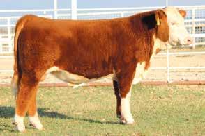 13 Lot 13 W4 392A Mr Beef E024 W4 392A MR BEEF E024 43852389 Calved: March 14, 2017 Tattoo: BE E024 CL 1 DOMINO 0141 1ET {CHB}{DLF,HYF,IEF} CL 1 DOMINO 860U {SOD}{CHB}{DLF,HYF,IEF} DH DOMINO 392A