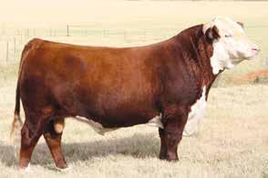 Rocking Chair Ranch is proud to offer a herd sire who is by one of the most prolific bulls in the breed, CJH Harland 408 and out of ranch matriarch RCR Aurum Miss 02088.