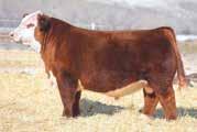 Dew 78P and a full sister to Ladysport 2205, owned by Churchill Cattle Co. and Harrison Cattle, that just brought an average of $35,000 on three sons in Churchill s annual bull sale.