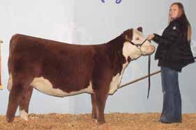 RJL TJ LCC Addictive 7441 ET Full sib to embryo Lot 27 and American Royal Calf Champion An incredible opportunity to pick from an outstanding donor owned with Lowderman Cattle and Tucker Janssen.