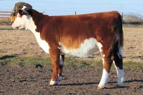 We normally take pick of our August born heifers to the Denver Mile High Sale, but since we have decided to not exhibit in Denver this year, Ft. Worth is getting first pick.